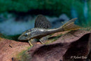 Blue Eyed Redfin Pleco (L137)