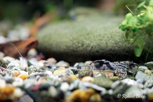 Marbled Whiptail