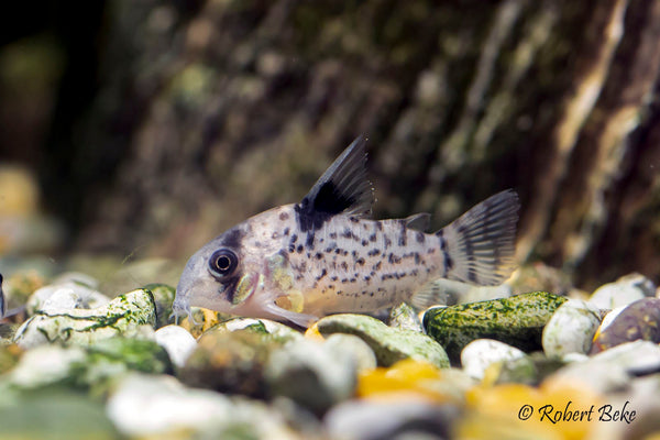 Freckled Cory