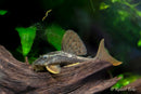 Blue Eyed Redfin Pleco (L137)