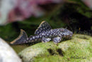 Spotted Orange Seam Pleco (L106)