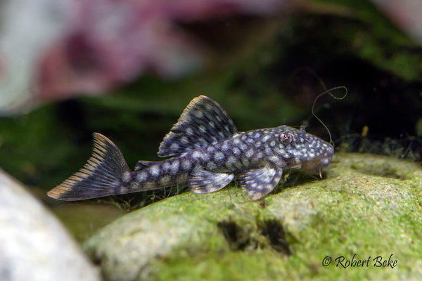 Spotted Orange Seam Pleco (L106)