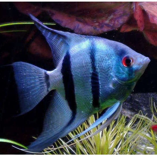 Blue Zebra Angel Fish - Fishly
