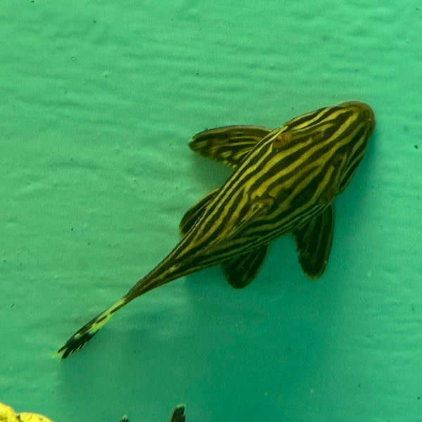 Xingu Pleco (L027)