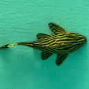 Xingu Pleco (L027)