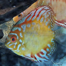 Pigeon Checkerboard Discus