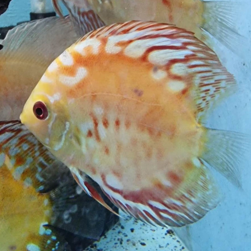 Royal Checkerboard Discus