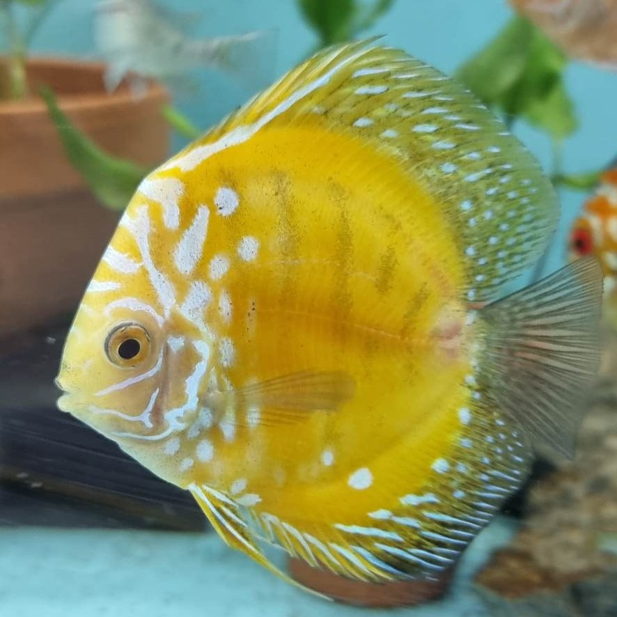 Yellow Sunset Discus Canary Yellow Discus