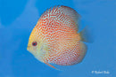 Red Spotted Discus