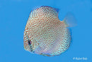 Leopard Snakeskin Discus