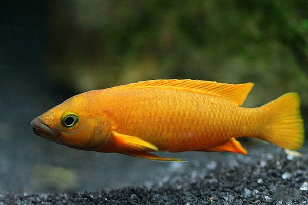Leleupi Cichlid - Fishly