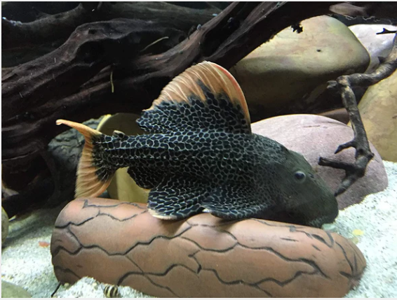 Pleco Ceramics Natural Pleco Cave - Fishly