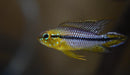 Apistogramma Agassizii Alenquer - Fishly