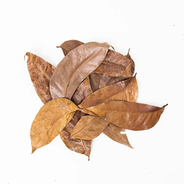 Mahogany Leaves