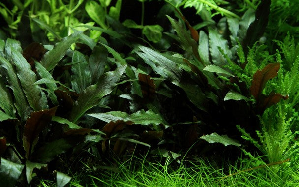 Cryptocoryne Beckettii 'Petchii' - Fishly