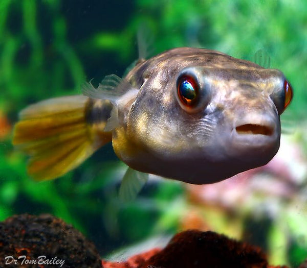 Fahaka Puffer Fish - Fishly