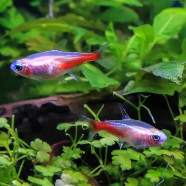 Albino Neon Tetra