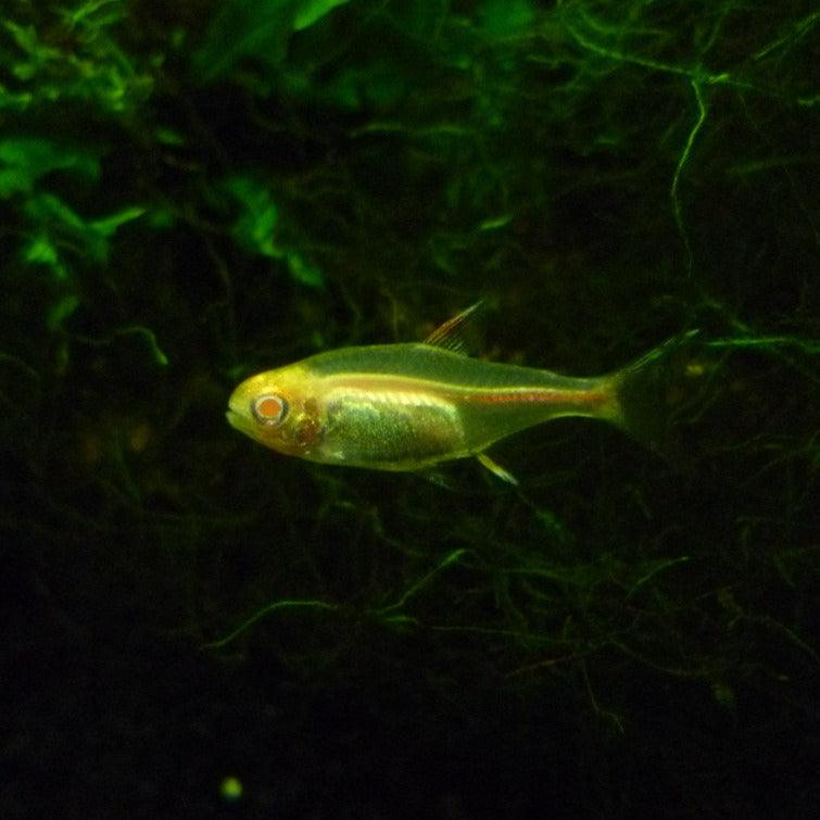 Albino Glowlight Tetra - Fishly