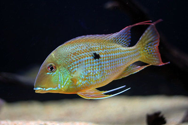 Geophagus Surinamensis - Fishly