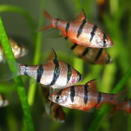 Borneo Six Banded Barb - Fishly