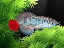 Patrizi Killifish (Pair) - Fishly