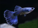 Blue Moscow Guppy (Trio) - Fishly