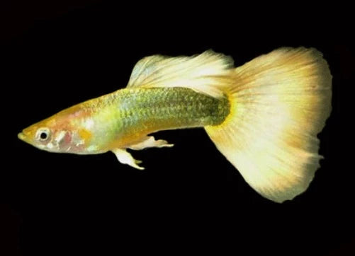 German Yellow Guppy (Trio)