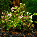 Alternanthera Bettzickiana - Fishly