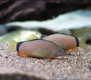Skunk Loach - Fishly