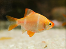 Golden Tiger Barb - Fishly