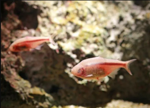 Blind Cave Tetra - Fishly