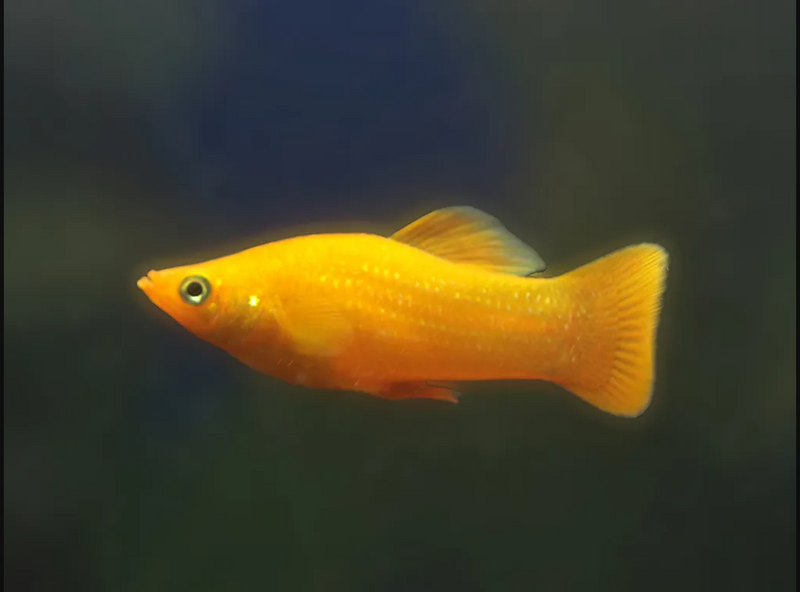 Golden Molly - Fishly
