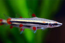 Three Lined Pencil Fish - Fishly