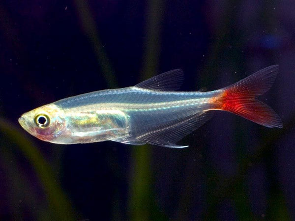 Glass Bloodfin Tetra - Fishly