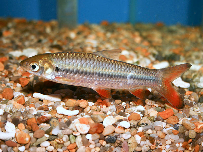Red Fin Cigar Shark - Fishly