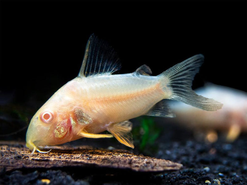 Albino Sterbai Cory - Fishly