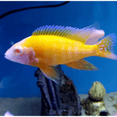 Albino Ruby Red Cichlid - Fishly