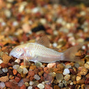 Albino Aeneus Cory - Fishly