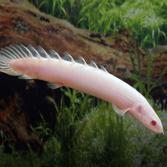 Albino Senegal Bichir - Fishly