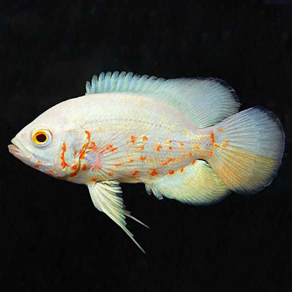 Albino Red Tiger Oscar - Fishly