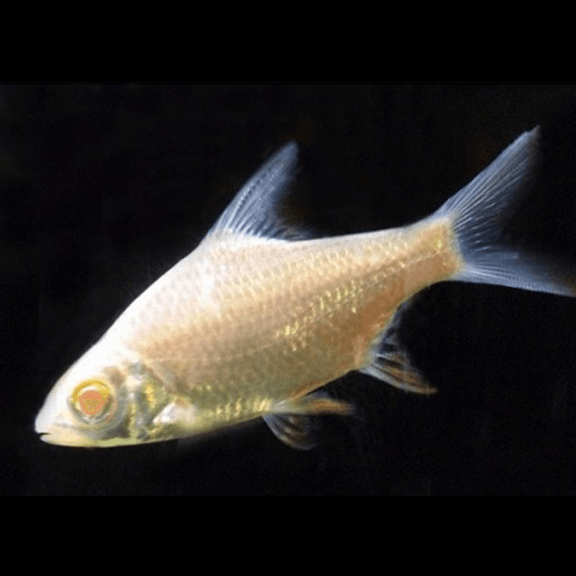 Albino Tinfoil Barb - Fishly