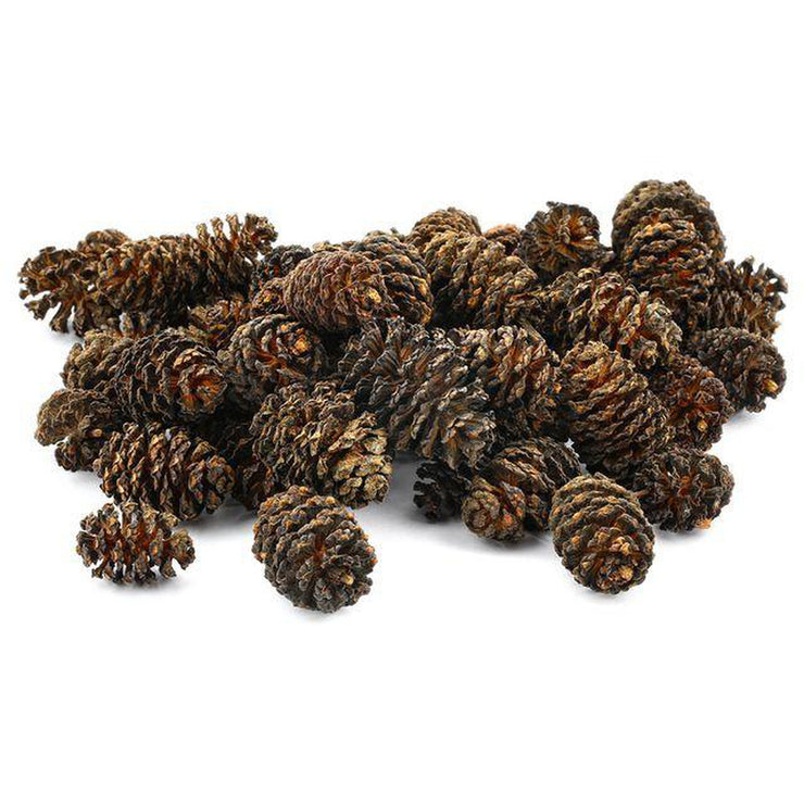 Sera Alder Cones - Fishly