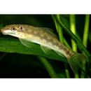 Chinese Algae Eater - Fishly