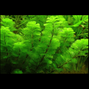 Ambulia (Limnophila Sessiliflora) - Fishly