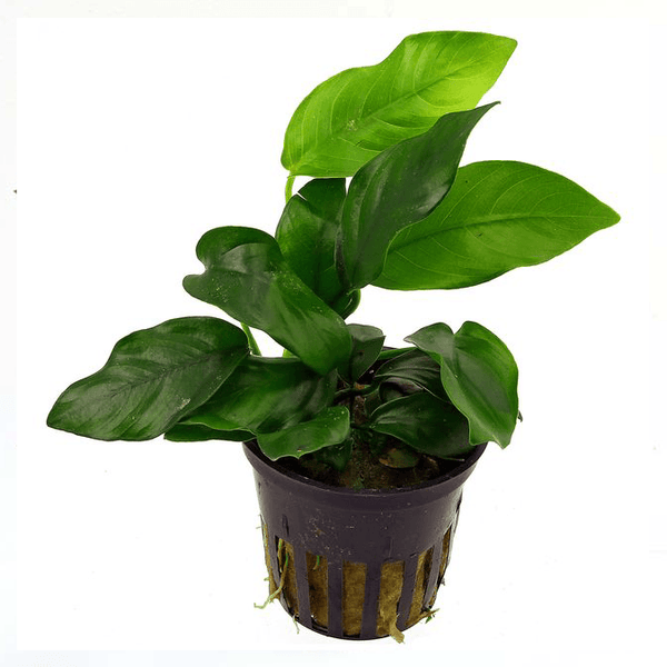 Anubias Nana - Fishly