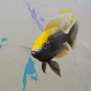 Apache Peacock Cichlid - Fishly