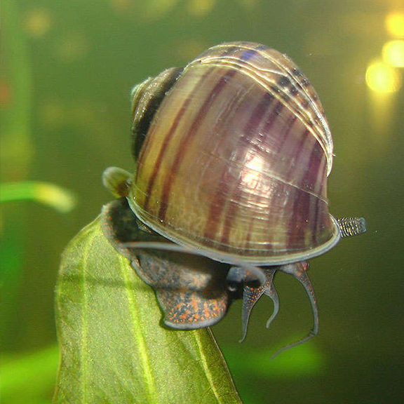 Apple Snail - Brown - Fishly