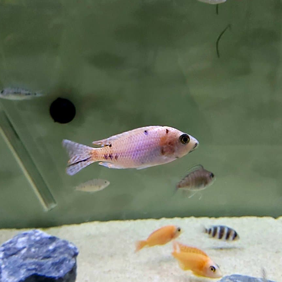 Assorted OB Peacock Cichlid - Fishly