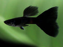 Black Elephant Ear Guppy - Fishly