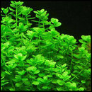 Baby Tears (Bacopa Monnieri) - Fishly
